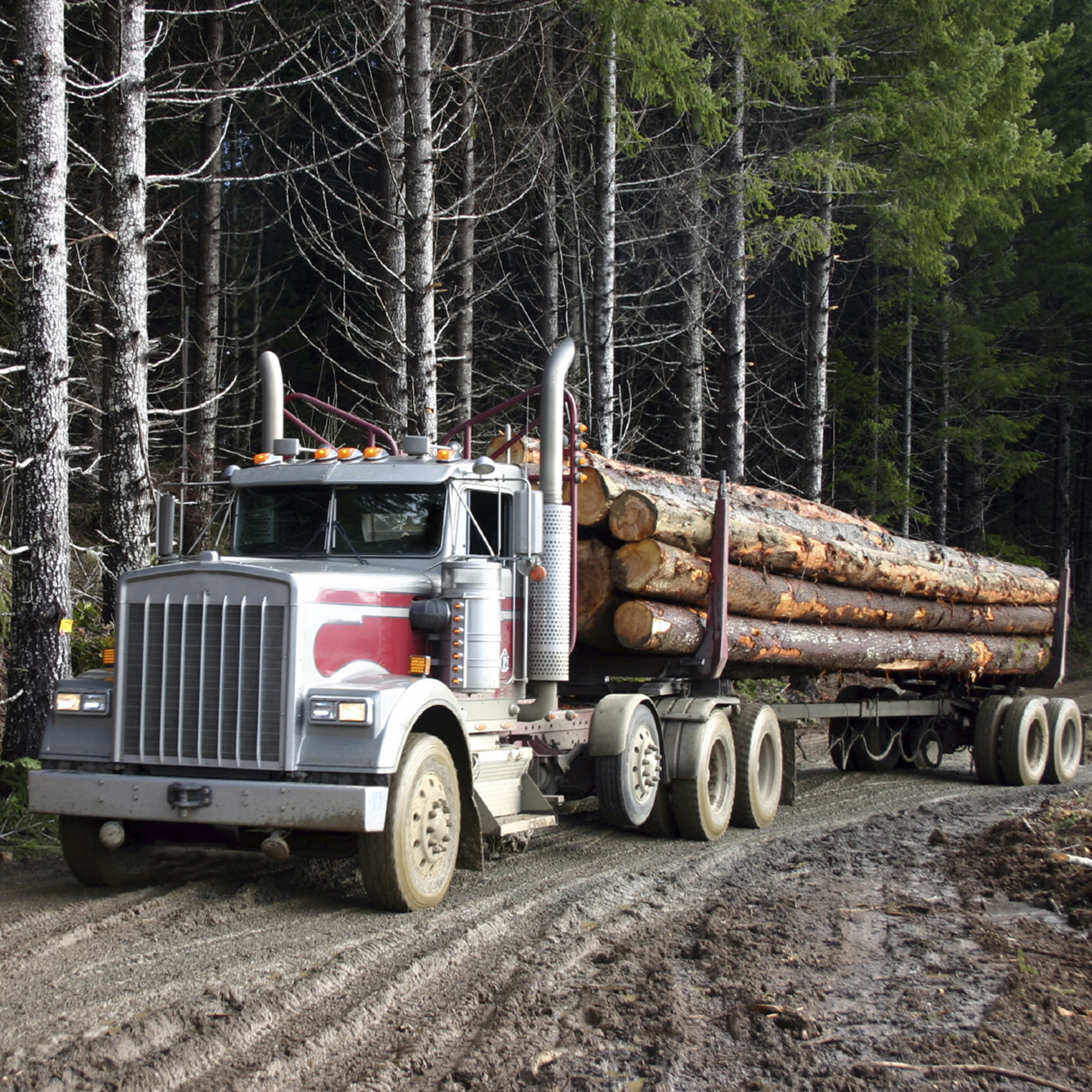 commercial auto logging insurance